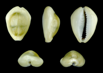 Почему криптовалюты стоят реальных денег? Объясняем на примере ракушки, пиццы и генераторов из OLX