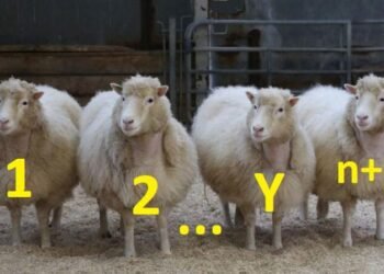 Разработчиков сети блокчейна Shibarium заподозрили в плагиате