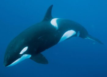 Криптокит заработал $30 млн на альткоинах