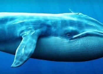 Появляются сигналы, указывающие на то, что крупная инвестиционная компания, возможно, готовится к распродаже неожиданного альткоина!