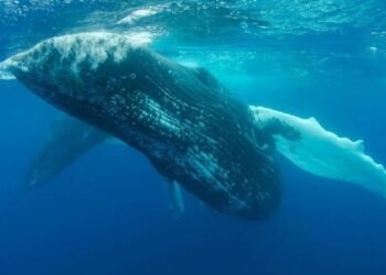 Крупные криптовалютные игроки были очень активны в последние несколько часов! Вот альткоины, которые они покупали и продавали