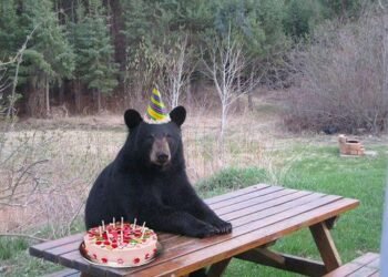 Доля биткоинов в убытке приближается к 45%: сигнал дна рынка?