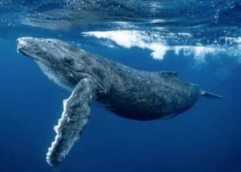 Крупный инвестор-кит потерял 26 миллионов долларов на альткоине, но не сдался: сейчас он зарабатывает 8,5 миллионов долларов прибыли!