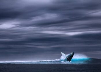 Киты Cardano накопили рекордные 25 млрд ADA