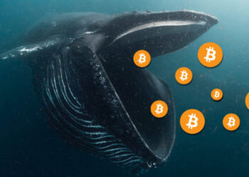 Киты накопили 86 702 BTC за три недели